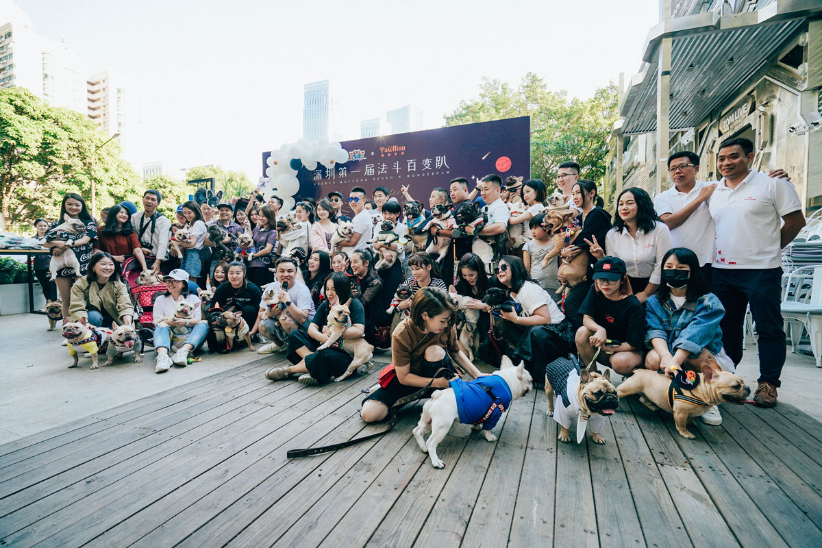 Halloween French bulldog party at Shenzhen was successfully co-held by Pawllion with local professional breeders and pet stores